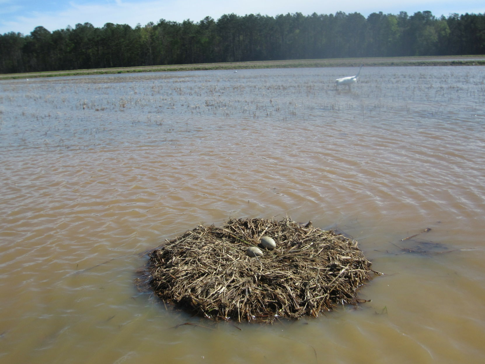 Whooping Crane Spy Eggs